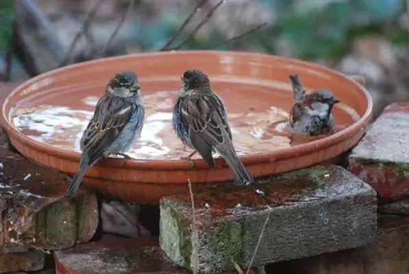 Birds