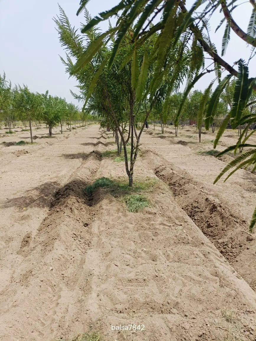 Plantation